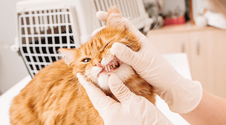 Dental-Care Dental-Care