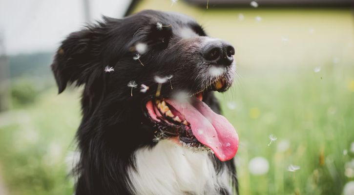 Dog With Dandelion Seeds Dog With Dandelion Seeds