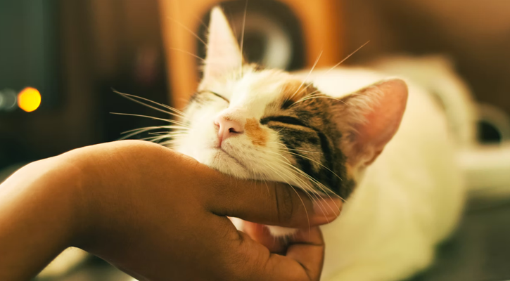 Happy Cat Happy Cat